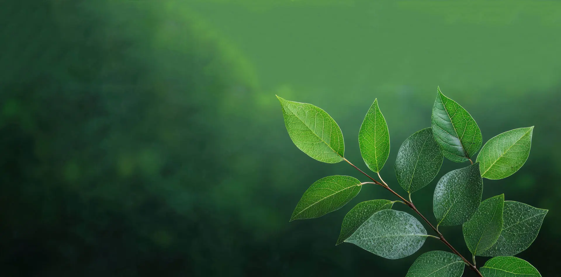 Eucommia Extract China