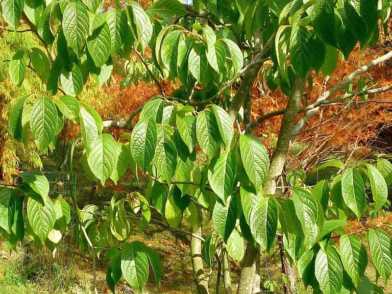 Pensijilan FDA GRAS: Pasport untuk Eucommia Extract untuk memasuki pasaran AS