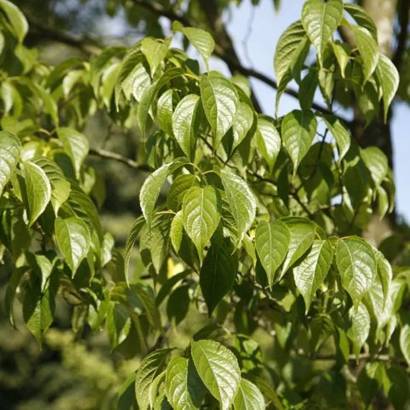 Fungsi antihipertensi Eucommia