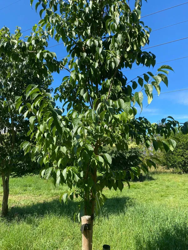 Analisis perbezaan kualiti ulmoida Eucommia dari usia pokok yang berbeza